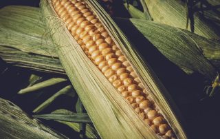 non-gmo maize trading