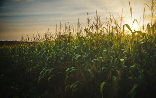 Rand Agri trade with maize