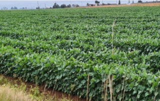 Soybeans in Mpumalanga